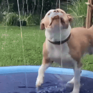 Seurico™ SplashPad