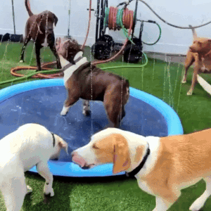 Seurico™ SplashPad